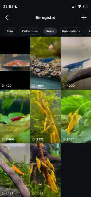 Neocaridina plusieurs souches dispos Nice et envoie