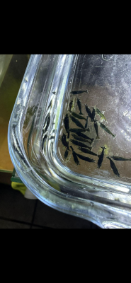 Neocaridina plusieurs souches dispos Nice et envoie