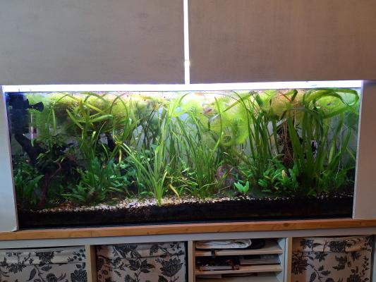 Aquarium / cuve nue 240 litres