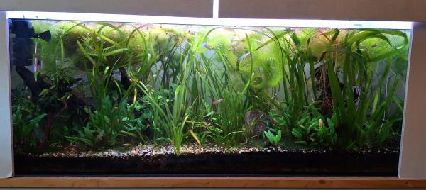 Aquarium / cuve nue 240 litres