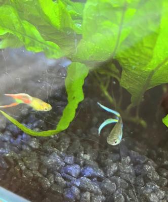 Guppy Endler mâles à vendre