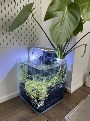 Monstera pour aquarium : racines développées