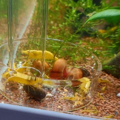Crevette néocaridina yellow neon