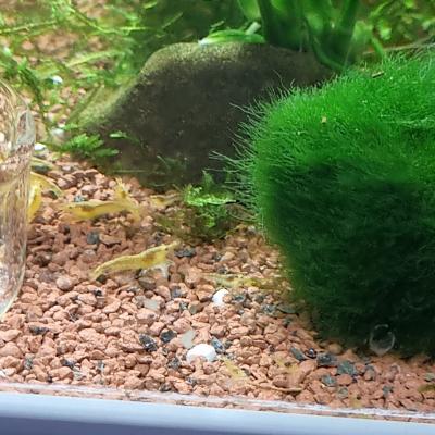 Crevette néocaridina yellow neon