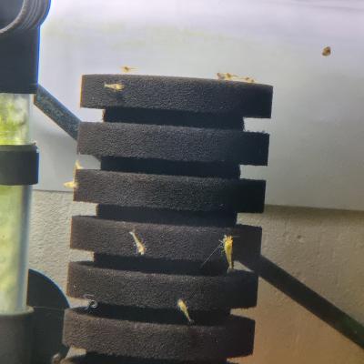 Crevette néocaridina yellow neon