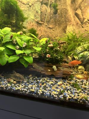 Vends Aquarium 450L tout équipé avec poissons plantes et deco