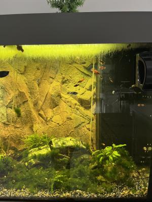 Vends Aquarium 450L tout équipé avec poissons plantes et deco