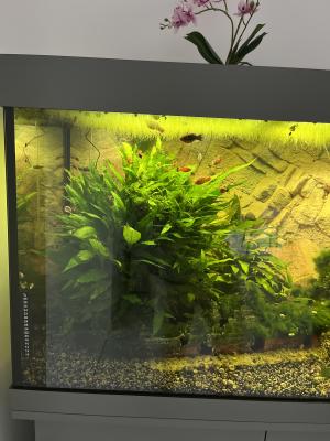 Vends Aquarium 450L tout équipé avec poissons plantes et deco