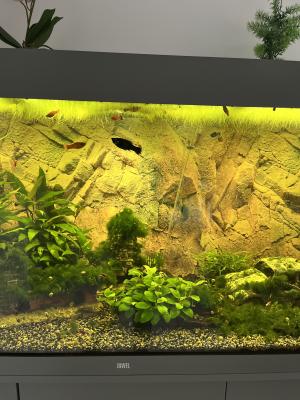 Vends Aquarium 450L tout équipé avec poissons plantes et deco
