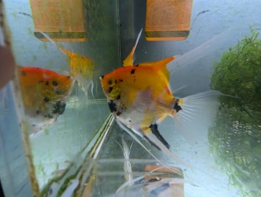 Scalaires Koi 3 cm – Jeunes – Prix lot – Brest