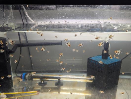 Scalaires Koi 3 cm – Jeunes – Prix lot – Brest