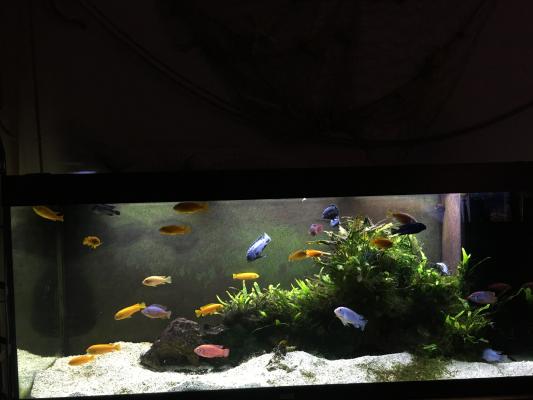 Pseudotropheus saulosi