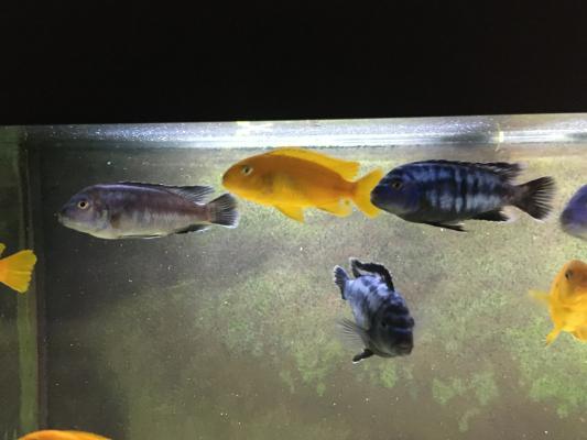 Pseudotropheus saulosi