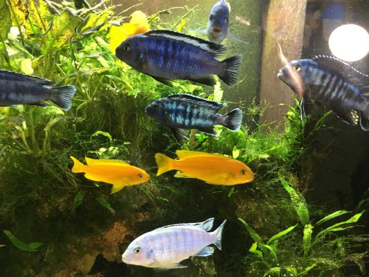 Pseudotropheus saulosi