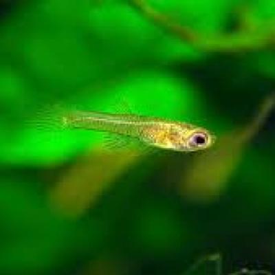 Alevins guppy endler