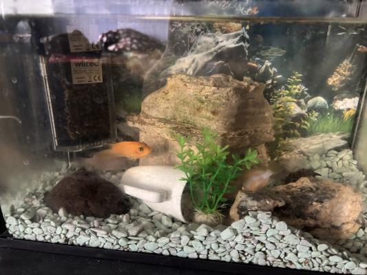 Aquarium 30L tout équipé + Vie aquatique (urgent)