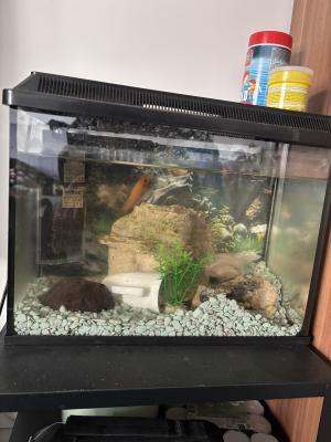 Aquarium 30L tout équipé + Vie aquatique (urgent)