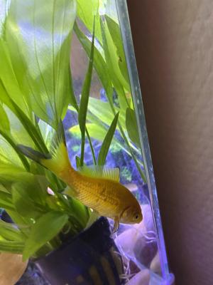 Vente de 9 poissons d’aquarium