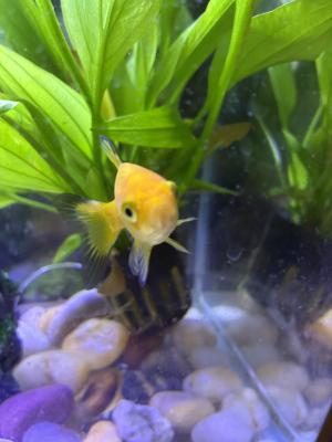 Vente de 9 poissons d’aquarium