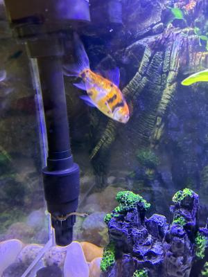 Vente de 9 poissons d’aquarium