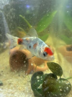 Vente de 9 poissons d’aquarium