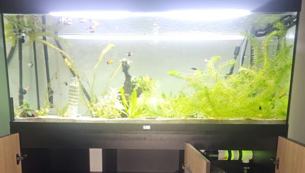 Vend aquarum de 450 litre avec filtration