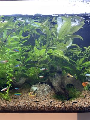 Aquarium 40 l complet, meuble, étagère pompe, chauffage, lumière, plus black Molly