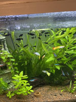 Poisson, Black Molly, plus Crevettes, rouge et noir