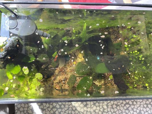 aquarium de 40L