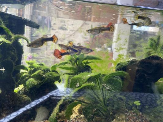9 guppis