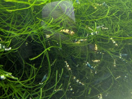 Crevettes Caradina pour Aquarium Lot de 10 + mousse de Java Aquarium poissons plantes