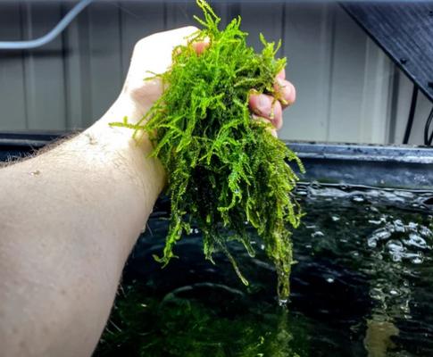 Crevettes Caradina pour Aquarium Lot de 30 + mousse de Java Aquarium poissons plantes