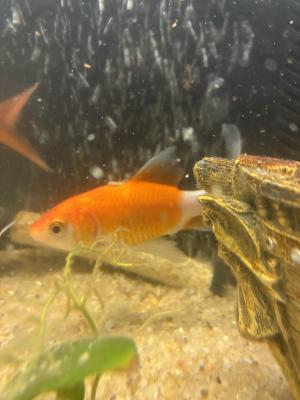 Poissons d’eau douce