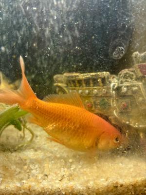 Poissons d’eau douce
