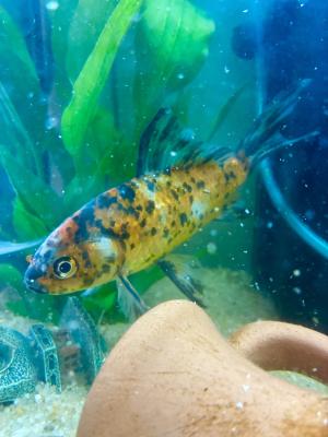 Poissons d’eau douce