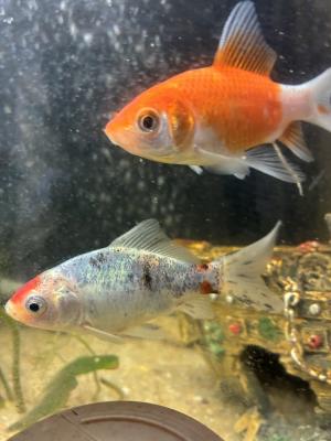 Vente de 9 poissons d’aquarium