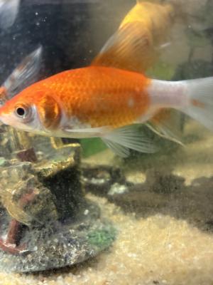 Vente de 9 poissons d’aquarium