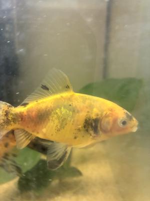 Vente de 9 poissons d’aquarium