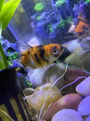 Vente de 9 poissons d’aquarium