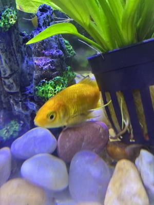 Vente de 9 poissons d’aquarium