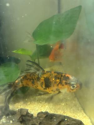 Vente de 9 poissons d’aquarium