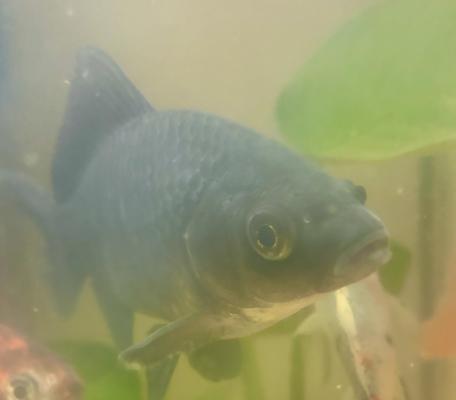Vente de 9 poissons d’aquarium
