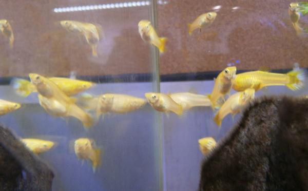 Guppy endler black bar yellow