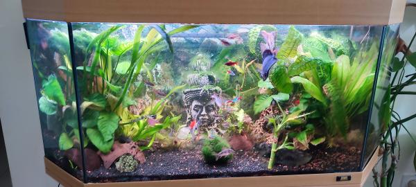 2 aquarium complet