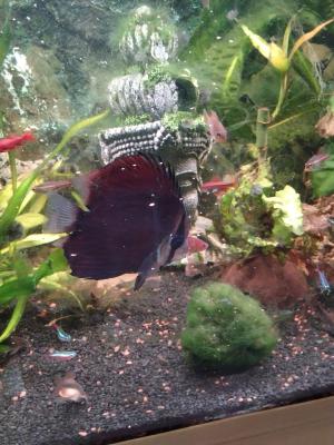 2 aquarium complet