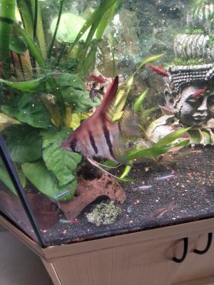 2 aquarium complet