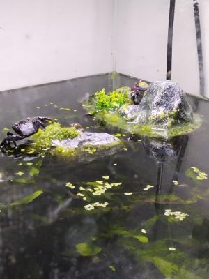 2 aquarium complet