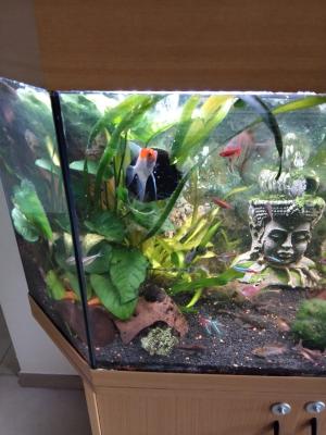 2 aquarium complet