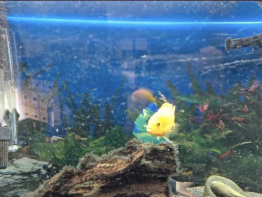 Aquarium + meuble