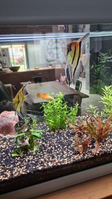 Aquarium aquatlantis